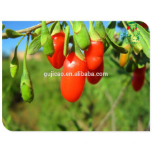 Fruits séchés chinois ningxia Baies de goji de Chine 250/280/350/380/500/750 / goji séché au soleil, baies de goji séchées bio